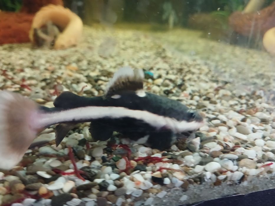 Краснохвостный (оринокский) сом