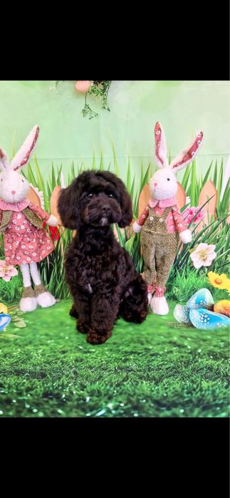 Продават се момче и момиче пуделчета на 55 днн с първа ваксина