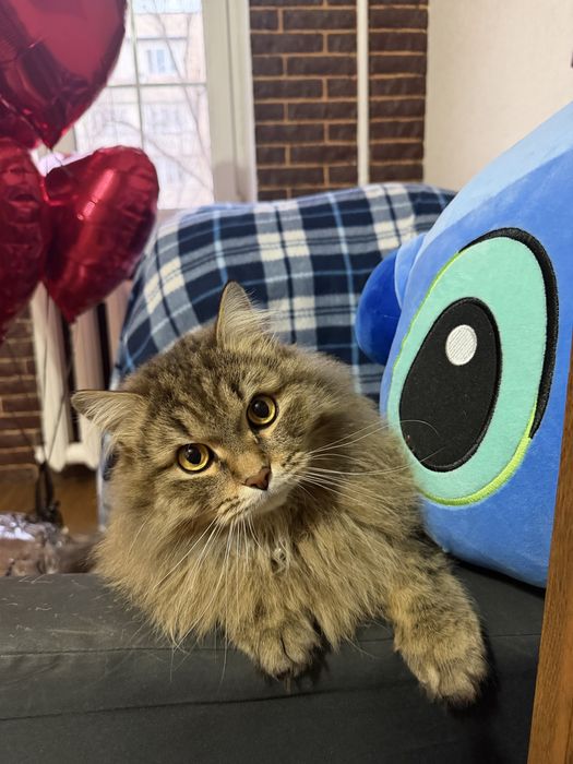 Продаётся кот породы шотландский