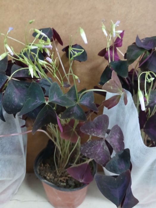 Кислица оксалис бабочка