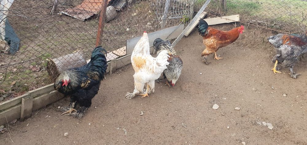 Vand cocosi Brahma si mix