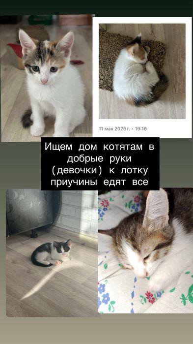 Отдам в добрые руки