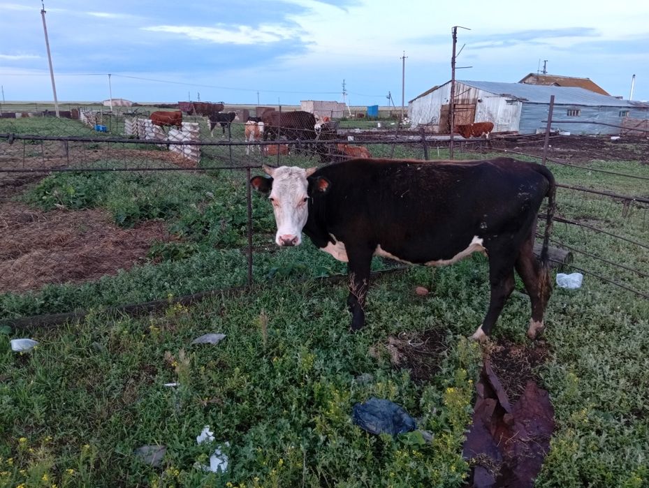 Продам коровы сименталские и бычок