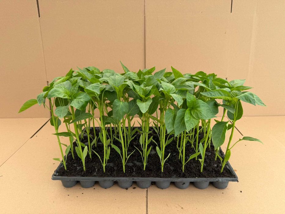 Răsaduri de legume profesionale - Livrare prin curier în toată țara