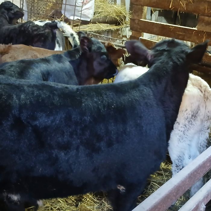 Taurasi și vitele angus și belga