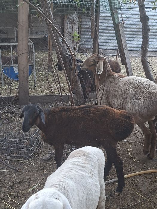 Продам кошкарчиков