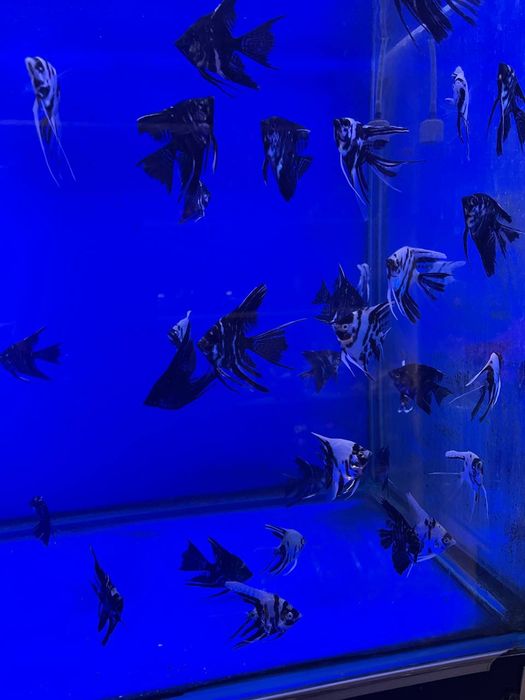 Akvarium va baliqlar dokoni