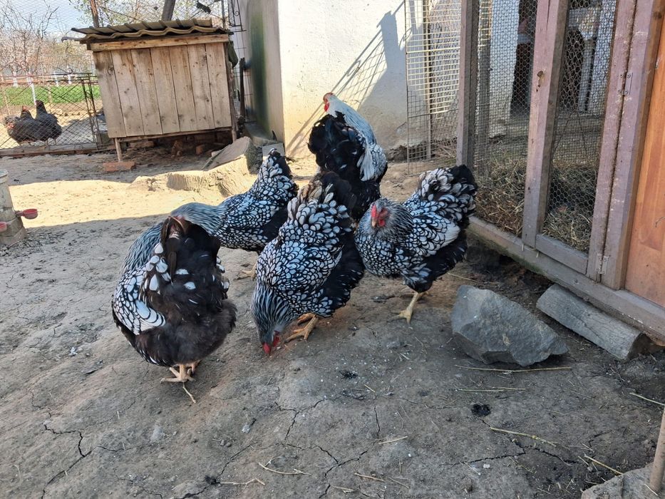 Oua wiandotte argintiu