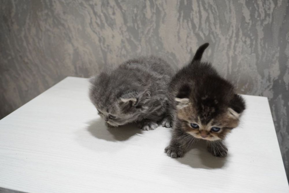 Пародистые котята Скоттиш фолд и страйт