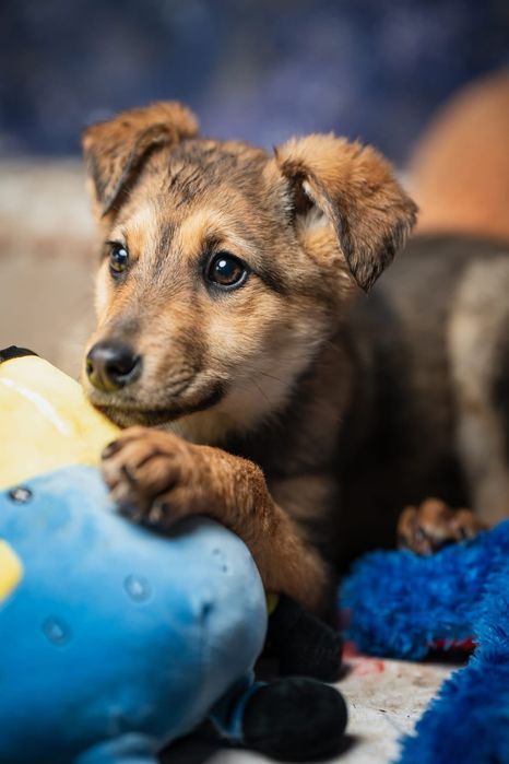 Щенки мальчики и девочки