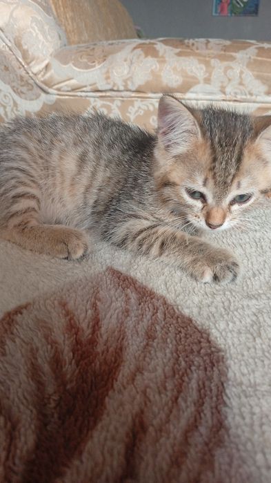 Отдам котенка в новый дом
