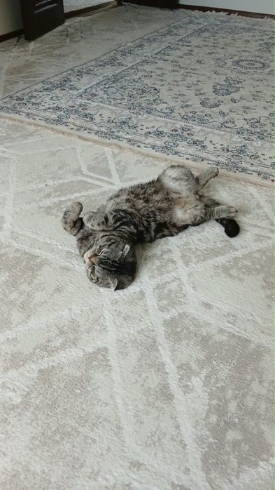 Кот шотландская порода