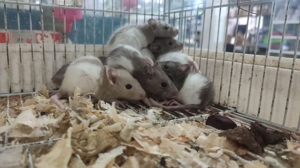 Декоративные крысы