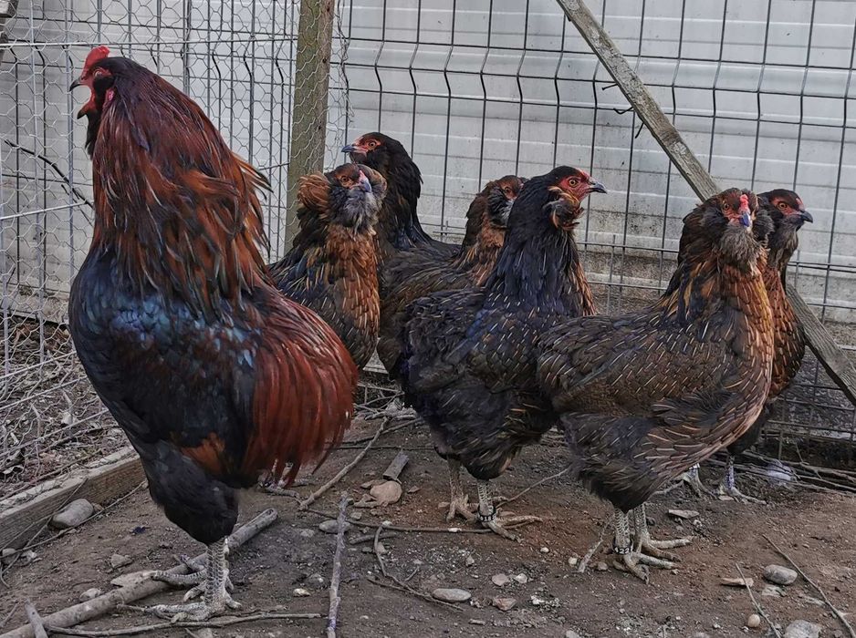 Oua Araucana potarnichiu, rasa pura