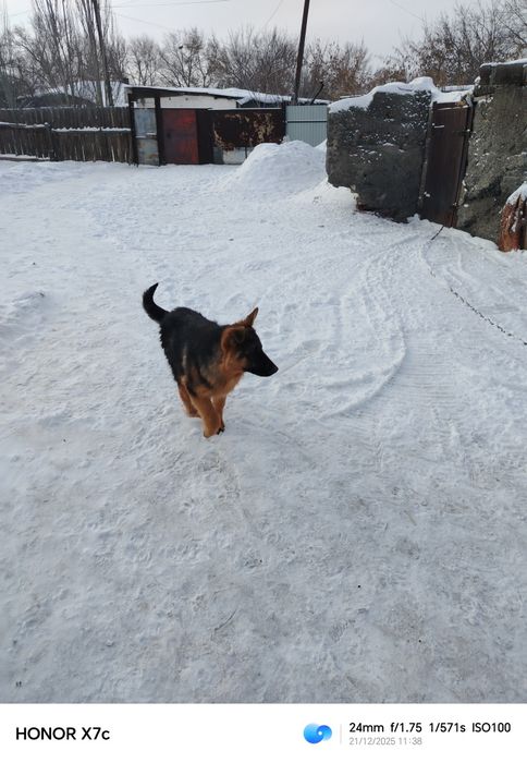 Щенок немецкой овчарки