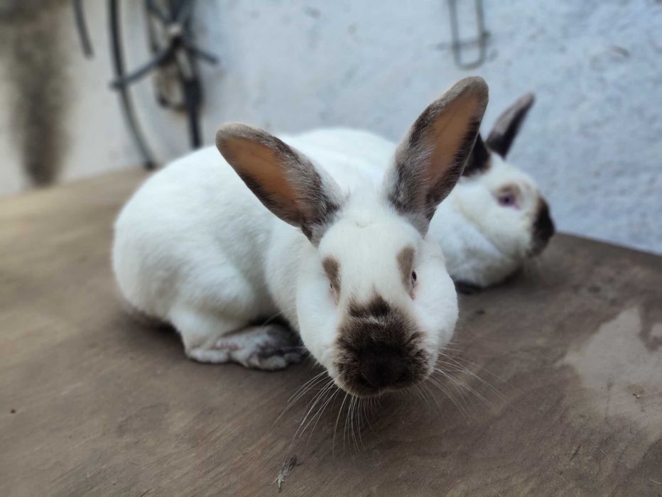 Куёнлар сотилади тоза кон Калифорния зотли