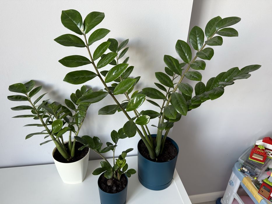 Продаю Замиакулькас (Долларовое дерево)