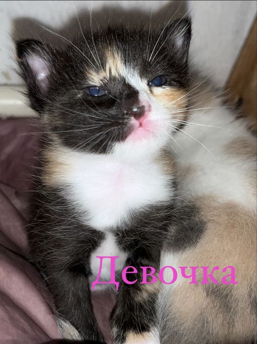 Котёнки  1 мальчик 2 девочки