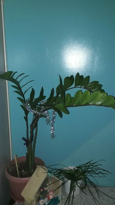 Денежное  красивое дерево (замия)