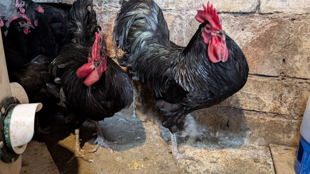Gaini si puicute Australorp,Cocosei Marans