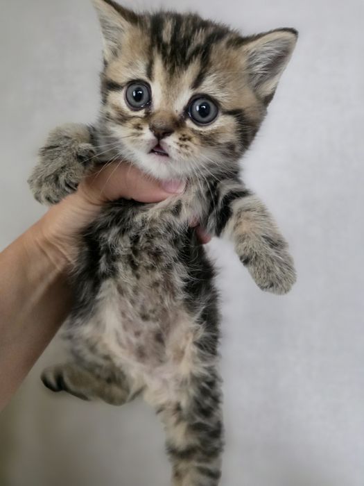 Британские котята