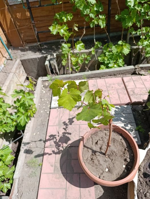 Продам саженец винограда Кодрянка