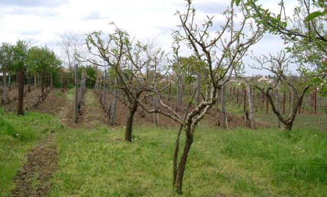 Продава се Къща в с. Ведрина, Област Добрич - 70 кв.м за 343 €/кв.м - Снимка #2