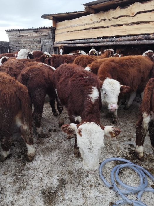 Подсос еркек бұзаулар герефорд