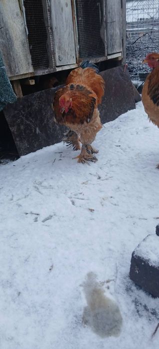 Cocoși brahma tineri din primăvară