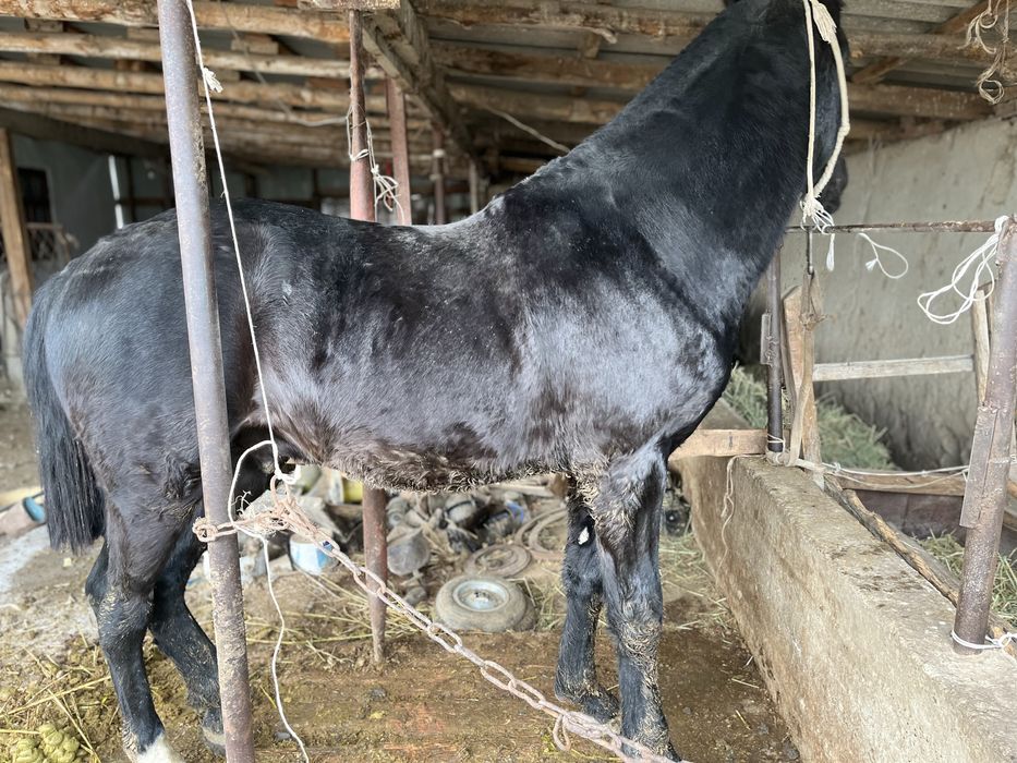 Продается жеребец