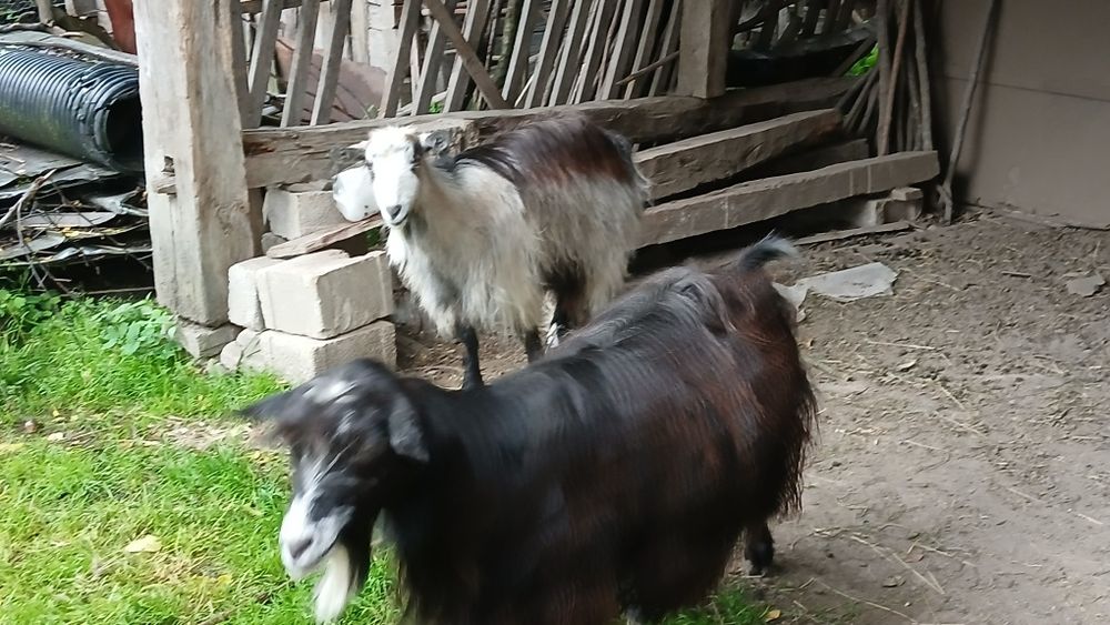 Capră și iadă de un an