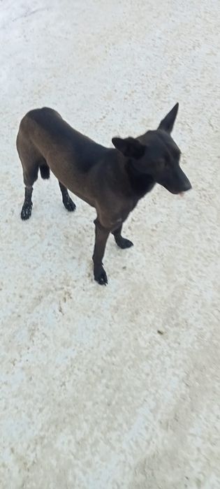 Девчонка ищет дом.