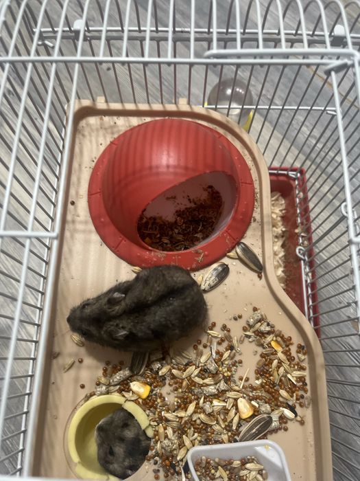 Хомяки с клеткой