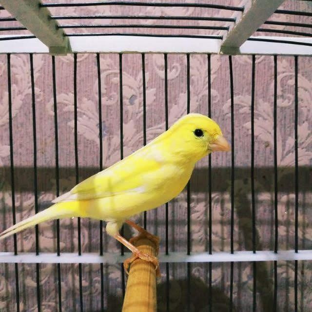 Канарейка нар сотилади.