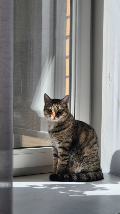 Кошка отдам в хорошие руки