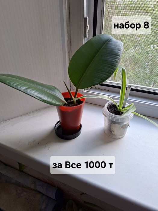 Продаю цветы комнатные