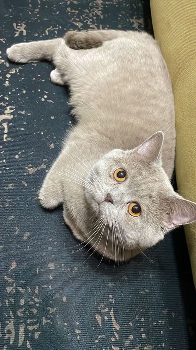 Британская кошка