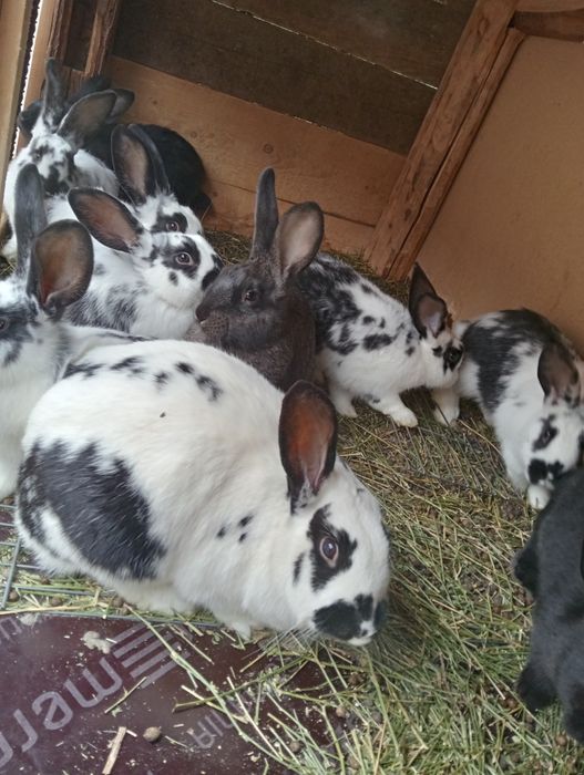 De vânzare iepuri din rasa fluture german