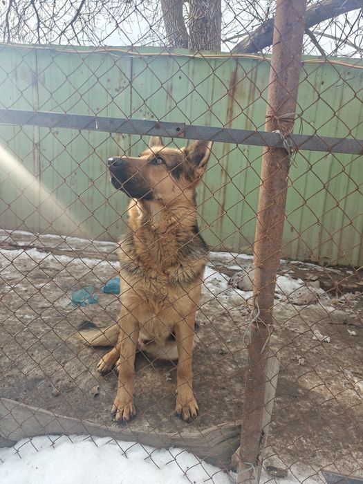 Овчарка для случки