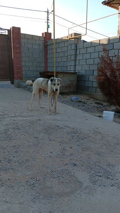 Алабай ит 1 жасар сатылымда