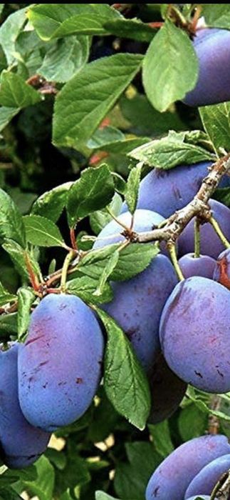 Prun Stanley Nuci Chandler Aluni Visin Castan.Ciresi.Paulownia.Migdal