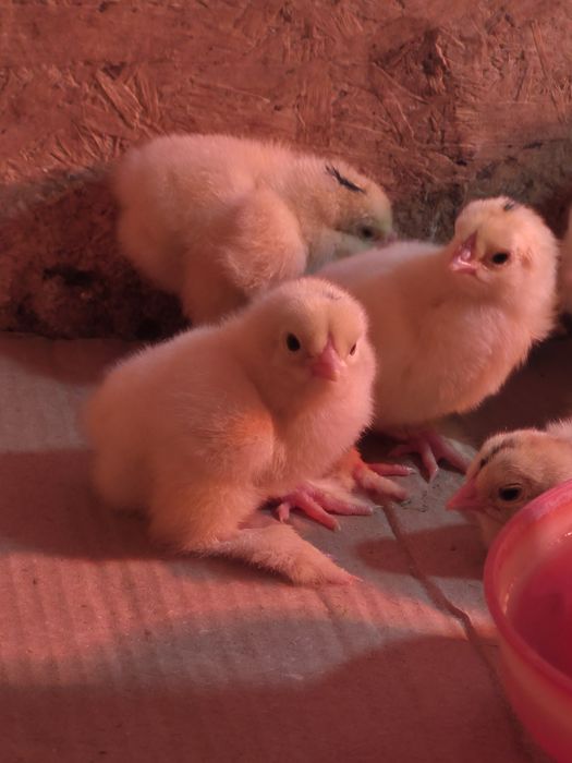 Светлый брама пародасының балапандары сатылады