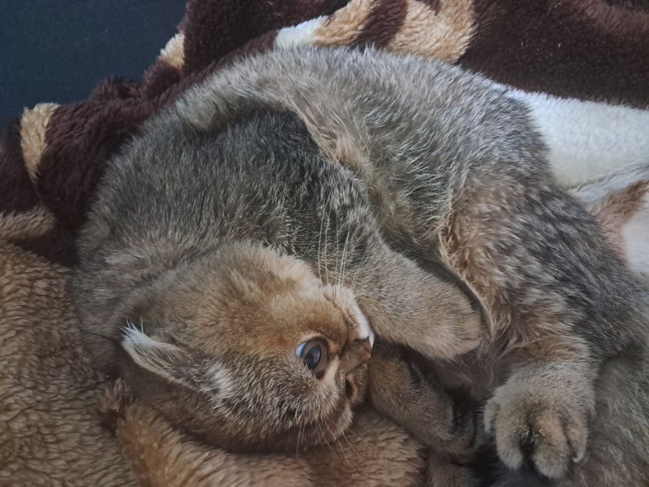 Scottishfold sotiladi