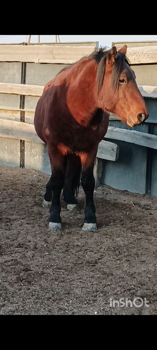 Жылқы малдары сатылады.