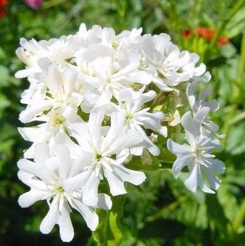 Саженцы ,многолетние цветы