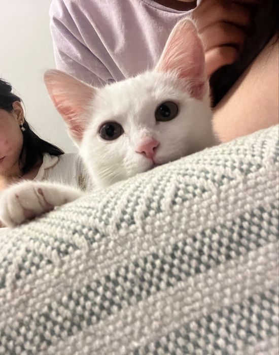 кошку в добрые руки.