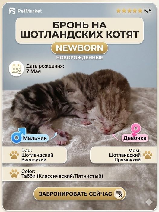 Шотландские котята — мальчик и девочка | Ранняя бронь