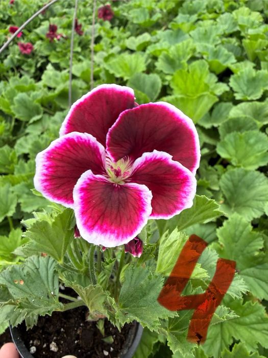 Кралско мушкато, едроцветно пеларгониум, Pelargonium grandiflorum, цъфтящо растение за саксия балкон тераса