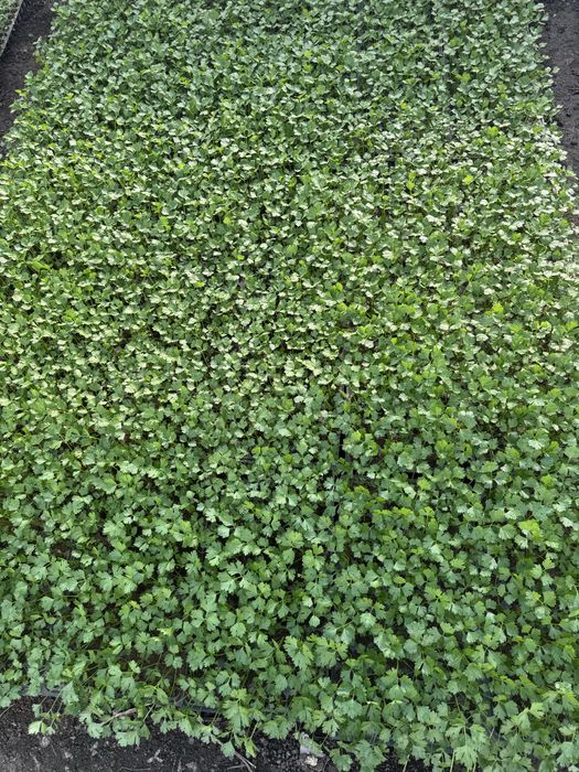 Rasaduri de ardei(kapia, galben) gogosari rosii(de mai multe feluri) vinete telina varza(toamna, vara) si altele