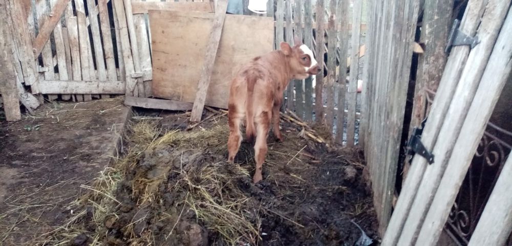 Vitea Baltata Romaneasca